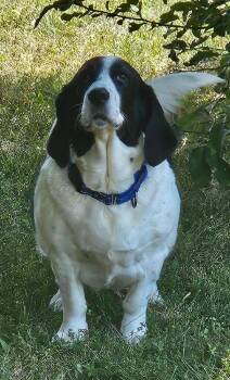 Jane - Fostered in KC -  Basset Hound and English Springer Spaniel Dog for Adoption in Overland Park, Kansas - Jane - Fostered In KC | PetCurious
