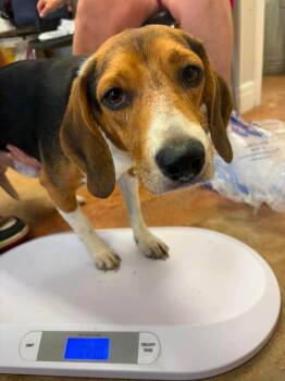 Bill -  Beagle Dog for Adoption in Bolivar, Missouri - Bill | PetCurious