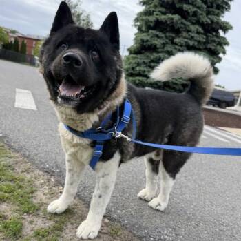 Akita Dogs Available for Adoption in Boston, Massachusetts - KOBE | PetCurious