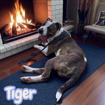 Rescue American Bulldog and Pit Bull Terrier Dogs for Adoption in Chuckey, Tennessee - Tiger - NC | PetCurious