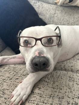 MARTY -  Pit Bull Terrier Dog for Adoption in Chandler, Arizona - MARTY | PetCurious