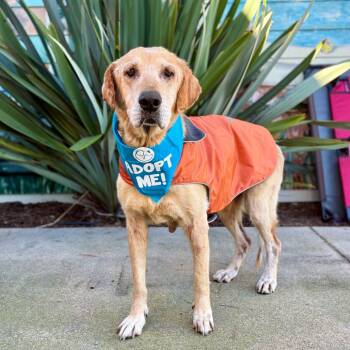 Rescue Labrador Retriever and Golden Retriever Dogs for Adoption in Pacific Grove, California - Blondie | PetCurious