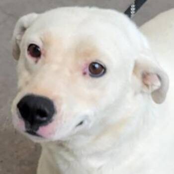 Mixed Breed Dogs Available for Adoption in Las Cruces, New Mexico - 106269 | PetCurious