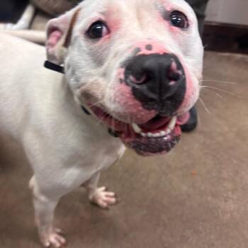 BG -  Pit Bull Terrier Dog for Adoption in York, Pennsylvania - BG | PetCurious
