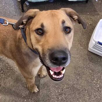 Rhodesian Ridgeback and Shepherd Dogs Available for Adoption in Louisville, Kentucky - Stiltz | PetCurious