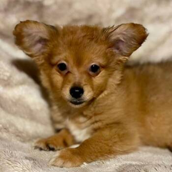 Ted -  Pomeranian and Chihuahua Dog for Adoption in Pelham, New Hampshire - Ted | PetCurious