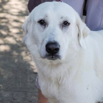 Great Pyrenees and Akbash Dogs Available for Adoption in Richmond, California - GRACIE | PetCurious