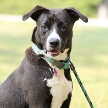 Nadine -  Mixed Breed Dog for Adoption in Columbia, South Carolina - Nadine | PetCurious