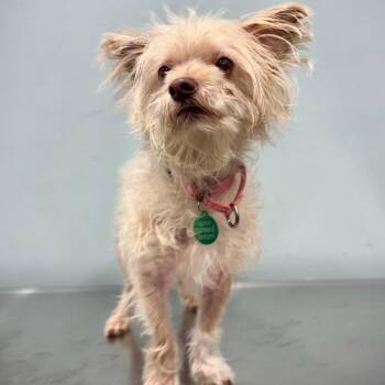 Terrier Dogs Available for Adoption in Portland, Oregon - Scruff | PetCurious