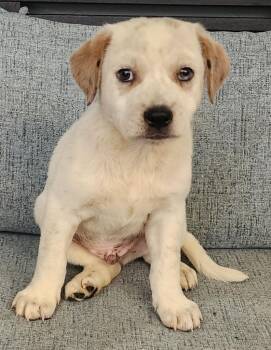Zircon -  Australian Shepherd Dog for Adoption in Cottonwood, Arizona - Zircon | PetCurious
