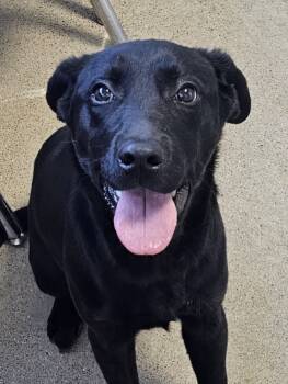Rescue Labrador Retriever Dogs for Adoption in Fort Madison, Iowa - Rhodes | PetCurious