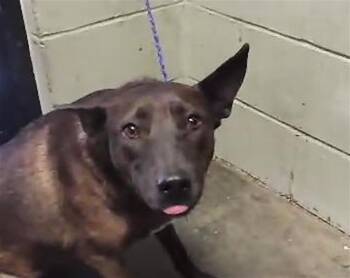 Pit Bull Terrier and German Shepherd Dog Dogs Available for Adoption in Tulsa, Oklahoma - PIXY | PetCurious