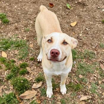 Yellow Labrador Retriever and Husky Dogs Available for Adoption in Brownsboro, Alabama - Bebe | PetCurious