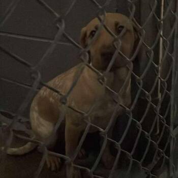 Mixed Breed Dogs Available for Adoption - Madison | PetCurious