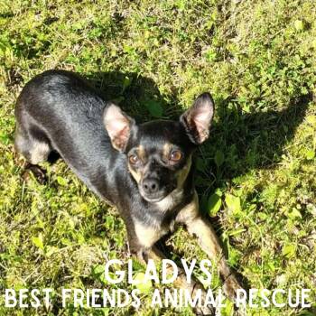 Gladys -  Chihuahua Dog for Adoption in Wasilla, Alaska - Gladys | PetCurious