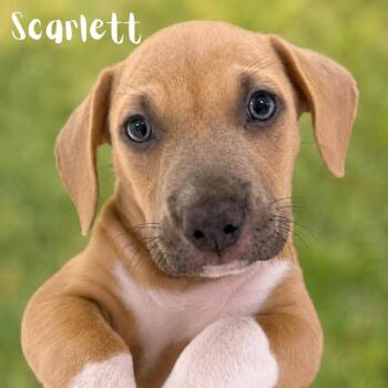 Scarlett -  Pit Bull Terrier Dog for Adoption in St. Petersburg, Florida - Scarlett | PetCurious