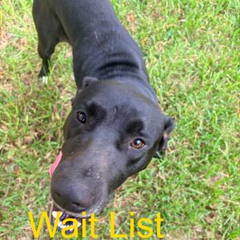 Bullet -  Mixed Breed Dog for Adoption in Livingston, Texas - Bullet | PetCurious