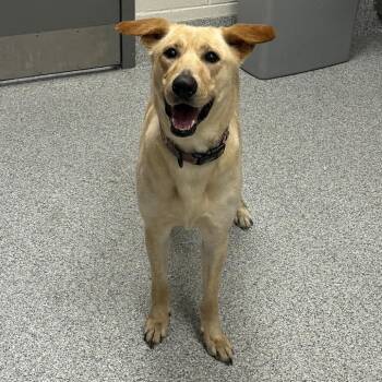 Barbie -  Labrador Retriever Dog for Adoption in Grand Rapids, Michigan - Barbie | PetCurious