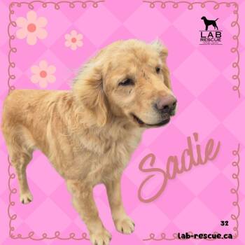 Golden Retriever Dogs Available for Adoption - Sadie | PetCurious