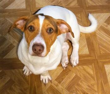 Rescue Basset Hound Dogs for Adoption in San Antonio, Texas - CORRINA | PetCurious