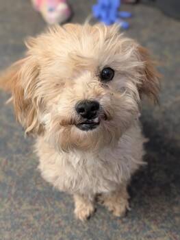 Schnoodle Dogs Available for Adoption in Blytheville, Arkansas - Cheddar | PetCurious