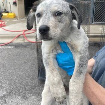Mixed Breed Dogs Available for Adoption in Columbiana, Alabama - Tubby | PetCurious