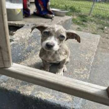 Pit Bull Terrier Dogs Available for Adoption in Indianapolis, Indiana - Chickpea | PetCurious