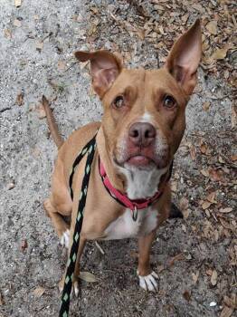 Rescue Mixed Breed Dogs for Adoption in Palmetto, Florida - MILA | PetCurious