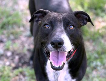 Rescue Retriever and Labrador Retriever Dogs for Adoption in Hondo, Texas - Mia - Cruelty Case! Long Term Stay - Best Dog Here. Well-mannere | PetCurious