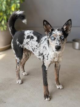 Tulip -  Australian Shepherd and Australian Kelpie Dog for Adoption in Corona, California - Tulip | PetCurious