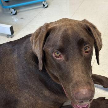 Courage -  Labrador Retriever Dog for Adoption in Indianapolis, Indiana - Courage | PetCurious