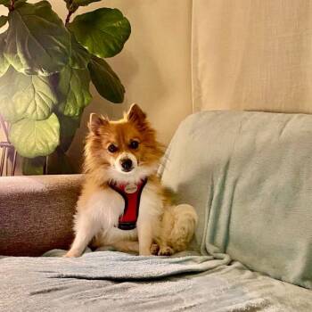 FRIDA bonded to OSO -  Pomeranian Dog for Adoption in Richmond, California - FRIDA Bonded To OSO | PetCurious