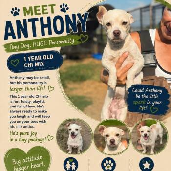 Anthony -  Chihuahua Dog for Adoption in Anahuac, Texas - Anthony | PetCurious