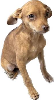 Chihuahua Dogs Available for Adoption in Aurora, Indiana - Mario Bros : Princess Peach | PetCurious