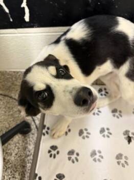 German Shepherd Dog and Mixed Breed Dogs Available for Adoption in Westland, Michigan - Bandit | PetCurious