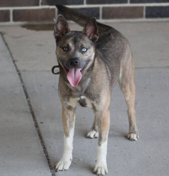 Rescue Siberian Husky and Pit Bull Terrier Dogs for Adoption in Lafayette, Indiana - Mae | PetCurious