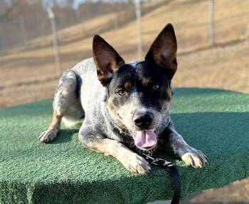 Australian Cattle Dog Blue Heeler and Mixed Breed Dogs Available for Adoption - EDUARDO | PetCurious