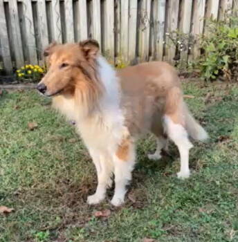 Rescue Collie Dogs for Adoption in Chantilly, Virginia - Charlie | PetCurious