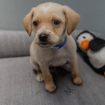 Zach -  Chihuahua and Mixed Breed Dog for Adoption in Pawling, New York - Zach | PetCurious