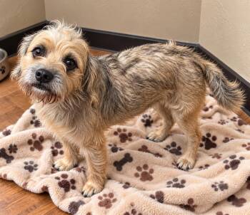 Hudson -  Terrier Dog for Adoption in Evergreen, Colorado - Hudson | PetCurious