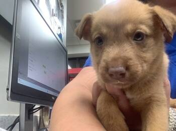 Rescue Shepherd and Mixed Breed Dogs for Adoption in Fort Worth, Texas - Karissa | PetCurious