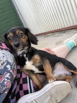 Dachshund Dogs Available for Adoption in Lexington, Kentucky - Rocky | PetCurious