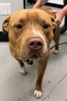 Red Velvet FKA Dog 1 -  Mixed Breed Dog for Adoption in West Chester, Pennsylvania - Red Velvet FKA Dog 1 | PetCurious