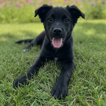Skeletor "Skelly" -  Rat Terrier and French Bulldog Dog for Adoption in Alvin, Texas - Skeletor "Skelly" | PetCurious