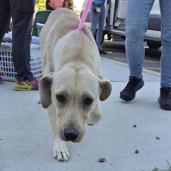 Jacie -  Labrador Retriever and Mixed Breed Dog for Adoption in Voorhees Township, New Jersey - Jacie | PetCurious