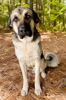 Max -  Anatolian Shepherd and Mixed Breed Dog for Adoption in Albertville, Alabama - Max | PetCurious