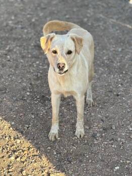 Labrador Retriever and Mixed Breed Dogs Available for Adoption in Severance, Colorado - Junebug | PetCurious