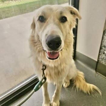 Lucy -  Golden Retriever and Great Pyrenees Dog for Adoption in Austin, Texas - Lucy | PetCurious