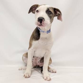 826 (2026) Alice -  Pit Bull Terrier and Mixed Breed Dog for Adoption in Parker, Colorado - 826 (2026) Alice | PetCurious