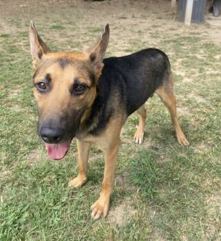 Rescue Shepherd Dogs for Adoption in Little Rock, Arkansas - Banjo | PetCurious